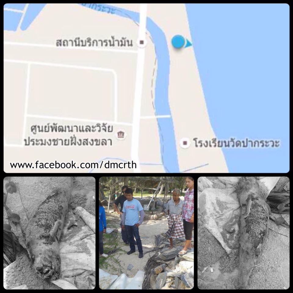 พบซากโลมาหัวบาตรหลังเรียบ ทะเลหัวไทร