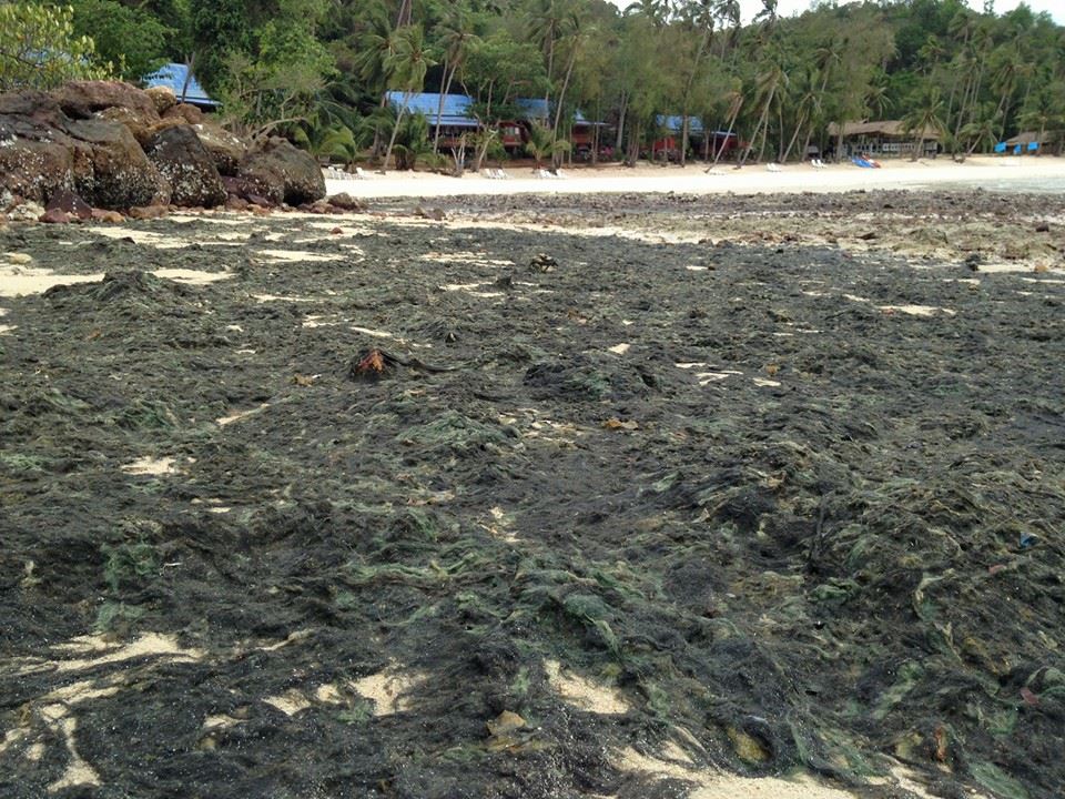 ศูนย์วิจัยฯ ชุมพร ตรวจสอบสาหร่ายเกยหาดเกาะทะลุ