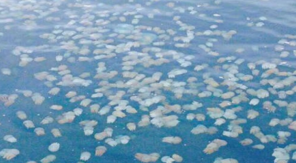 อันดามันแปรปรวน แมงกะพรุนหนังโผล่เต็มชายหาดระนอง