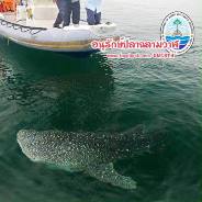 สวัสดี พี่น้องเครือข่ายรักษ์ทะเลไทย