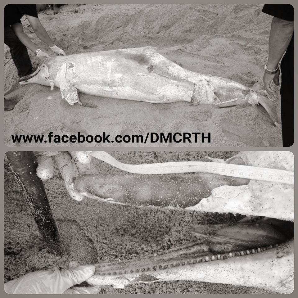พบซากโลมาหลังโหนกสีชมพู เกยตื้นท่าศาลา ชันสูตรพบป่วย และแท้งลูกภายใน