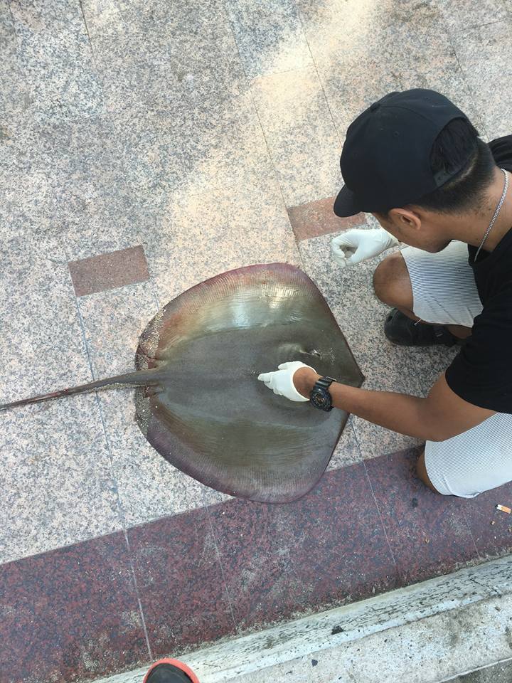 ศูนย์วิจัยฯ ฝั่งตะวันออก พบกระเบนธงเสียชีวิต