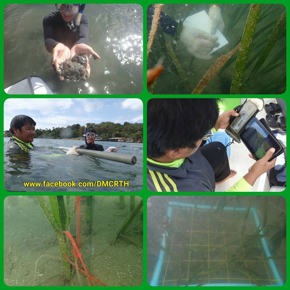 ติดตามสถานภาพแหล่งหญ้าทะเล จันทบุรี