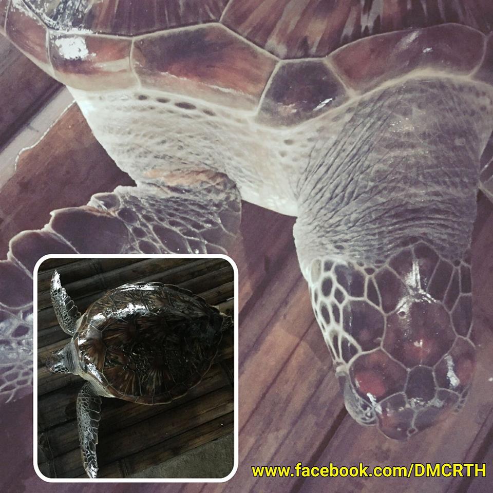 พบเต่าตนุเกยหาดนครศรี สุขภาพแข็งแรงดี