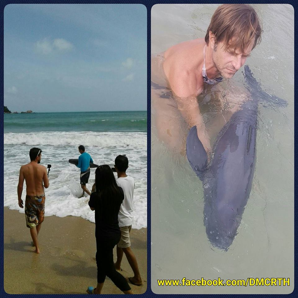 โลมาหัวบาตรหลังเรียบเกยตื้นเกาะพะงัน สามารถปล่อยกลับทะเลแล้ว