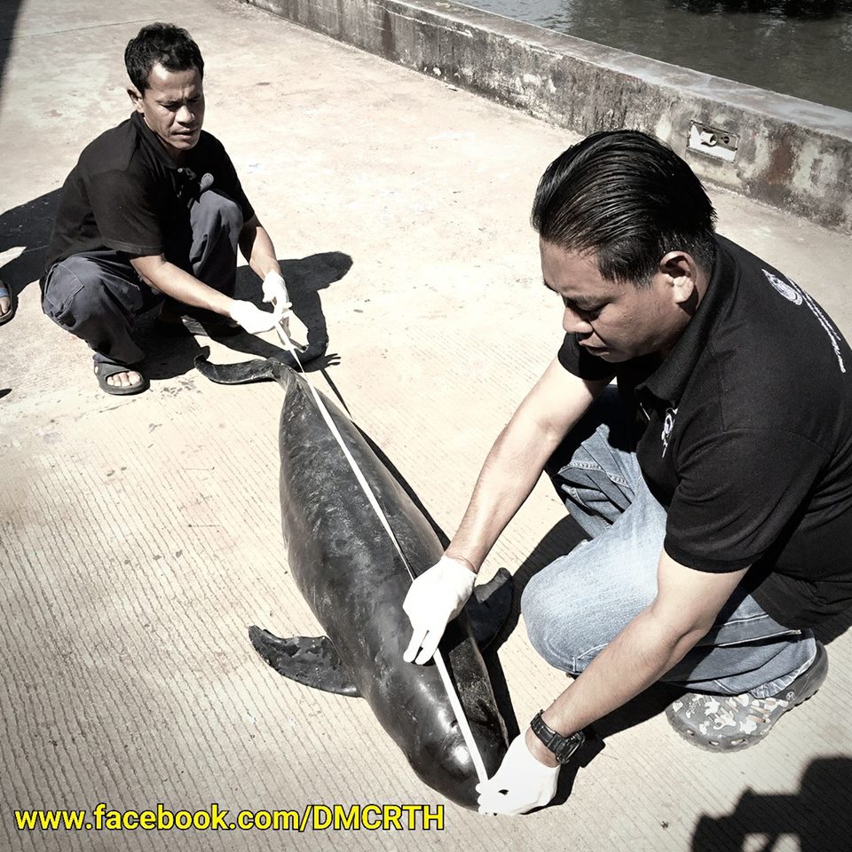พบซากโลมาหัวบาตรหลังเรียบติดอวนกลางทะเลระยอง