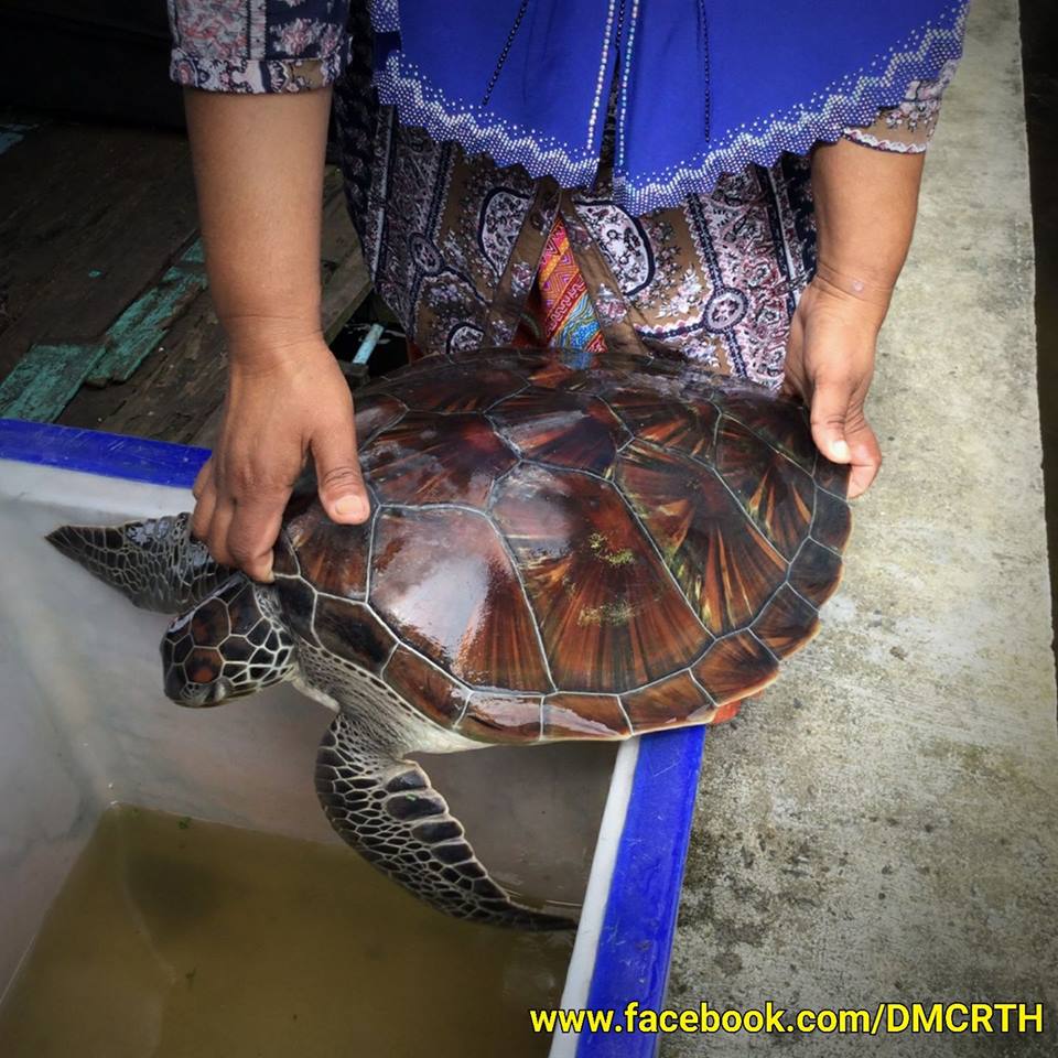 พบเต่าตนุติดอวน อ่าวปากพนัง