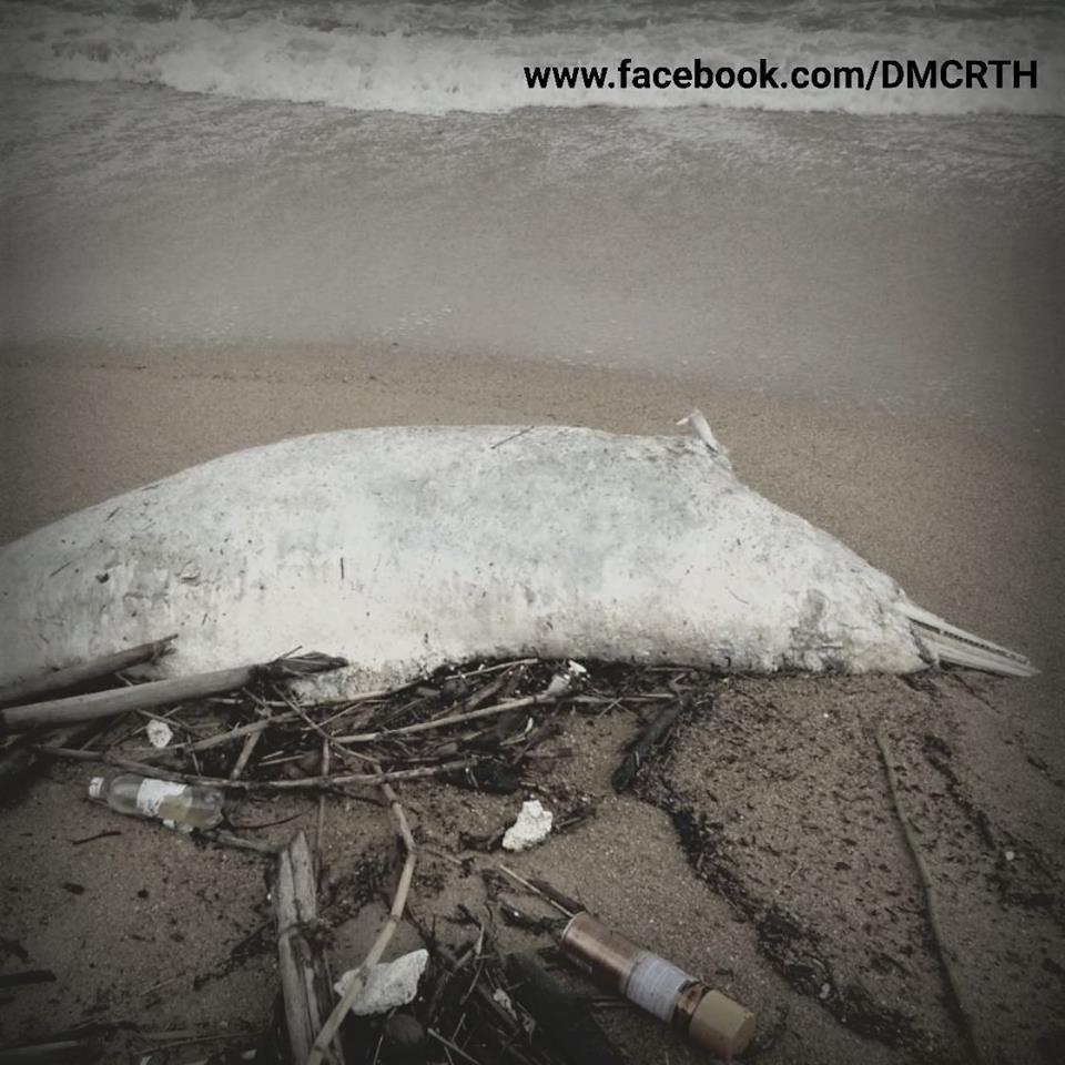 พบซากโลมาหลังโหนกเกยตื้นบริเวณหาดคอเขา ชุมพร