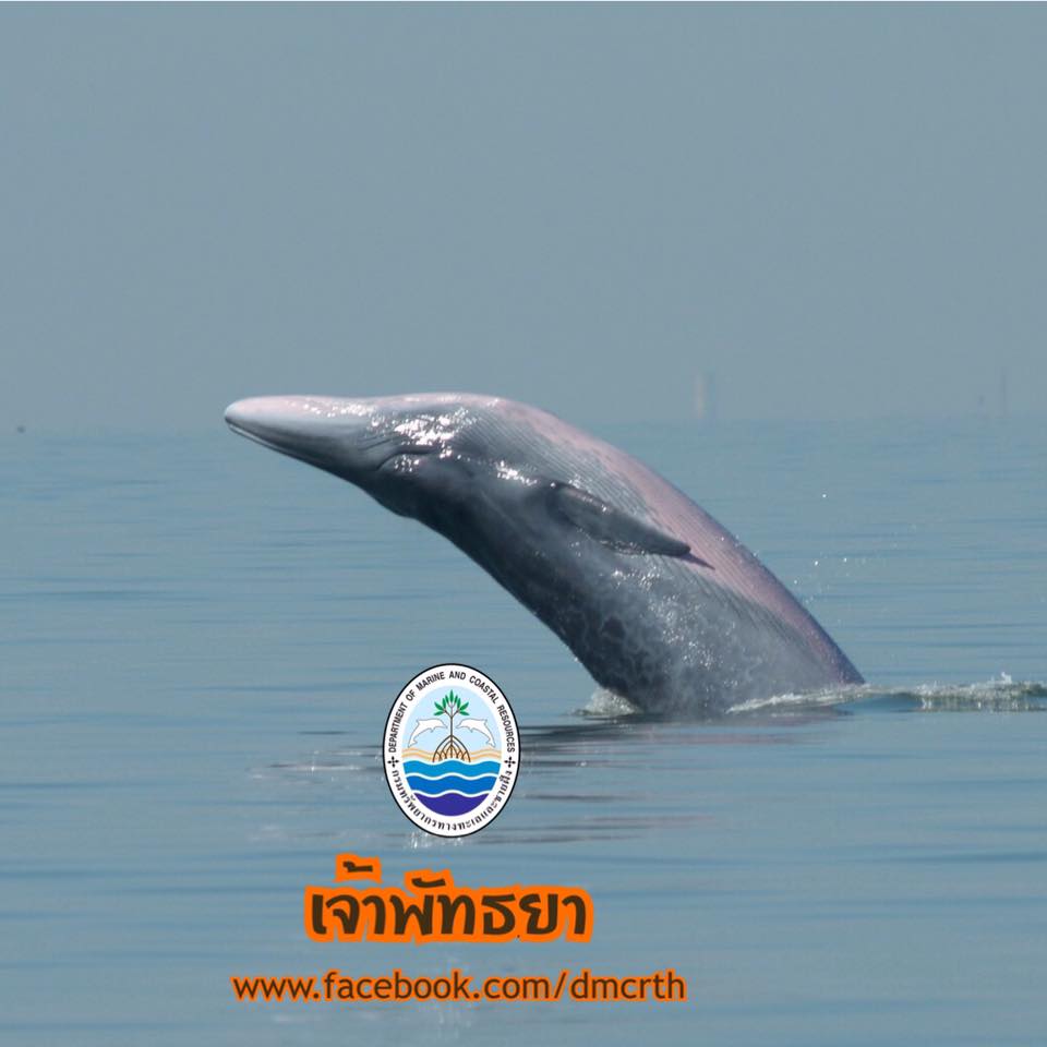 สวัสดี พี่น้องเครือข่ายรักษ์ทะเลไทย
