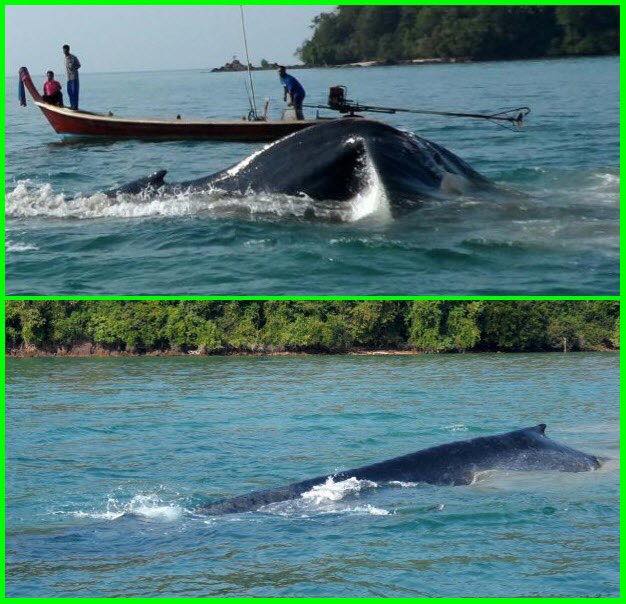วันนี้ในอดีต ร่วมยินดีกับการบันทึกพบ วาฬสีน้ำเงิน ครั้งแรกในทะเลไทย