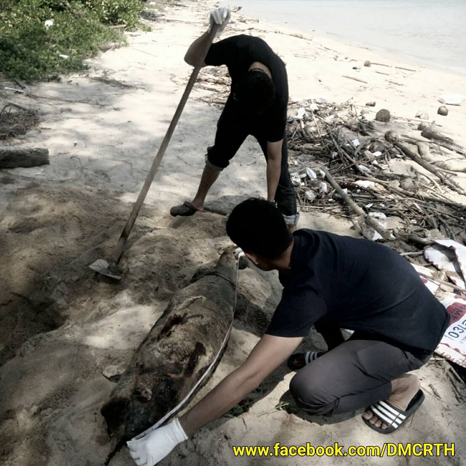 พบซากโลมาหัวบาตรหลังเรียบ หาดหนองบัว ชุมพร