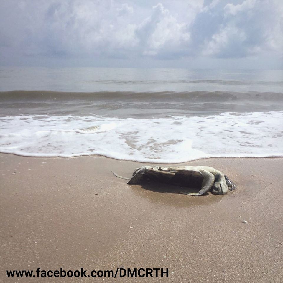 พบซากเต่าตนุเกยตื้นที่ชายหาดบ้านท่าเข็น ระโนด