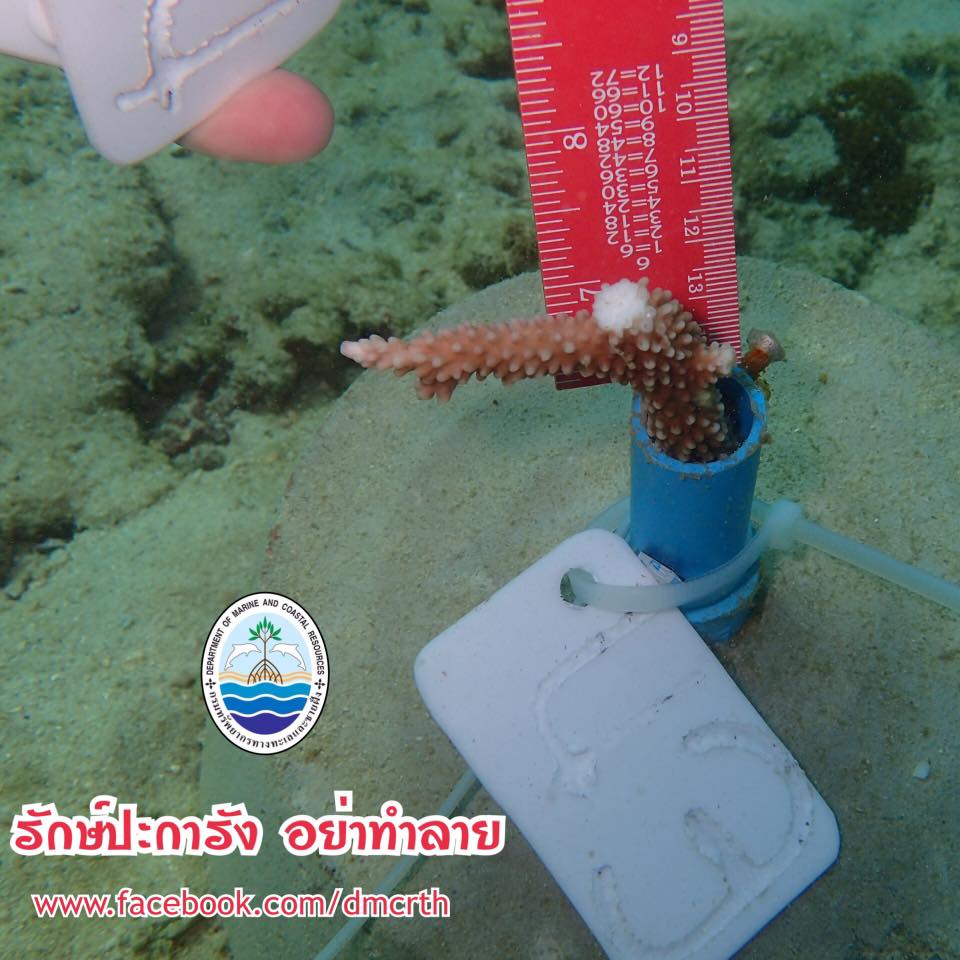 สวัสดี พี่น้องเครือข่ายรักษ์ทะเลไทย