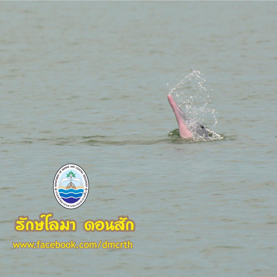 สวัสดี พี่น้องเครือข่ายรักษ์ทะเลไทย