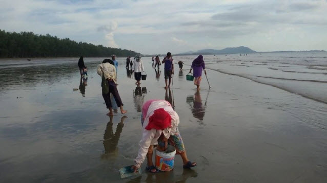 แห่เก็บหอยตะเภาฝังเต็มหาดทุ่งทะเล รับซื้อส่งฮ่องกงสูงถึงกิโลละ 460 บาท