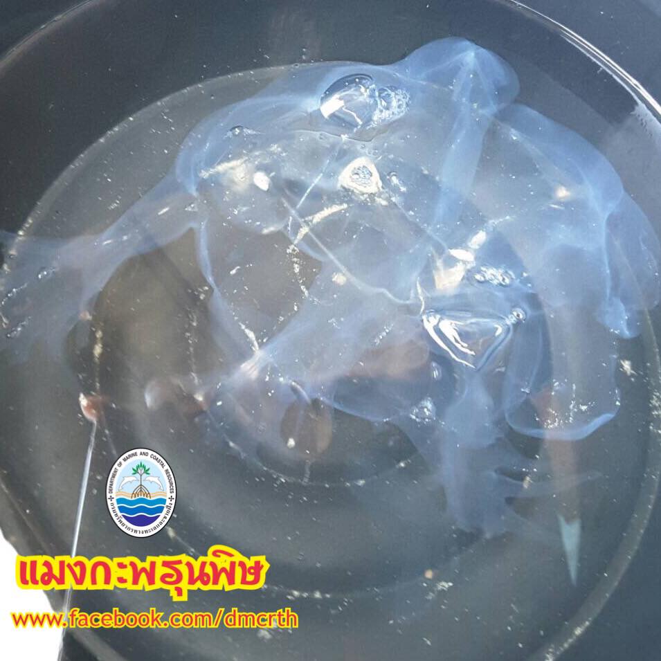 พบแมงกะพรุนกล่องพิษร้ายแรง ชายหาดชุมพร