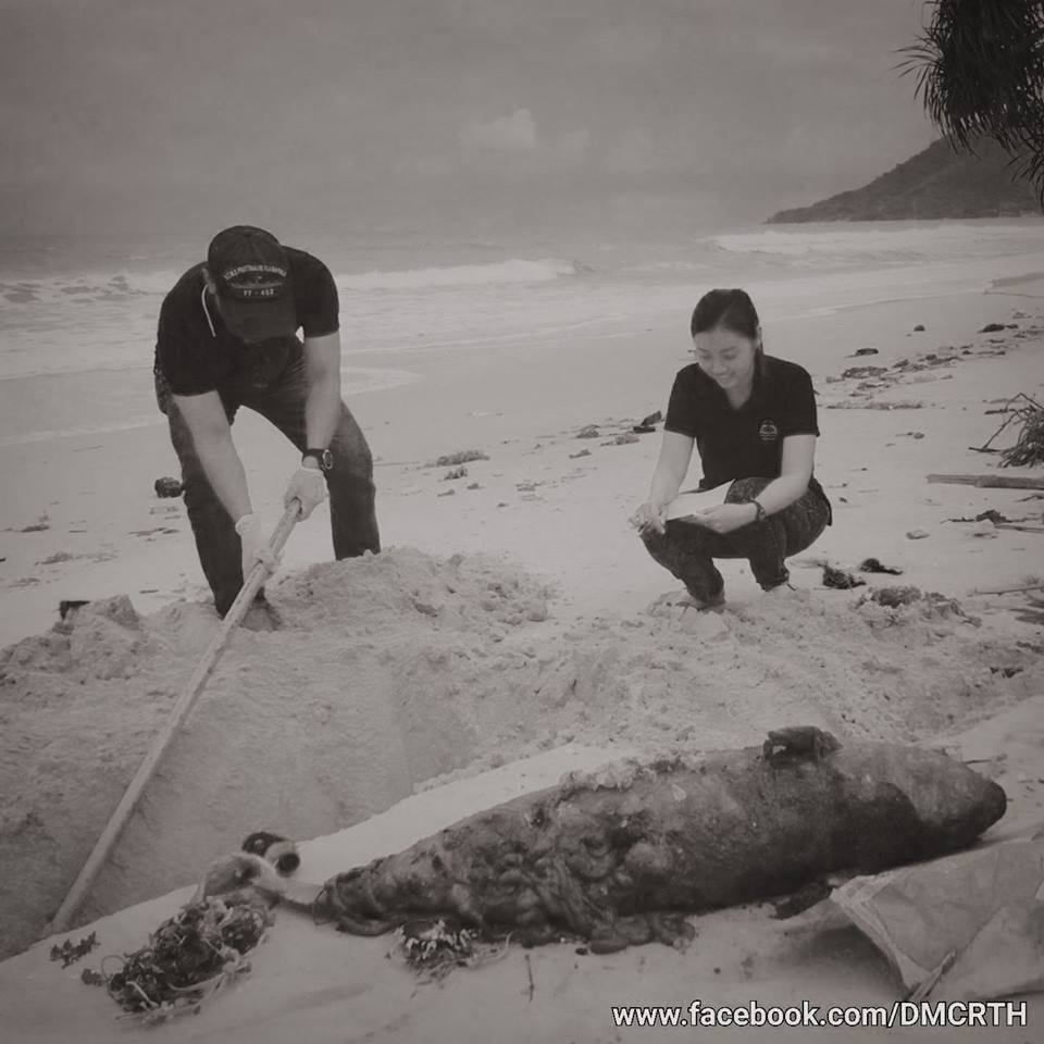 พบซากโลมาหัวบาตรหลังเรียบ เกยตื้นที่ชายหาดบ้านหน้าด่าน ขนอม