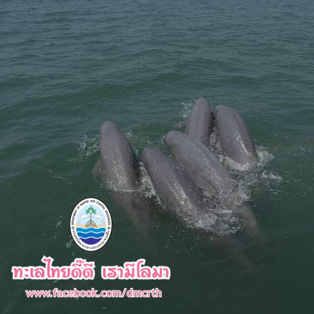 สวัสดี พี่น้องเครือข่ายรักษ์ทะเลไทย