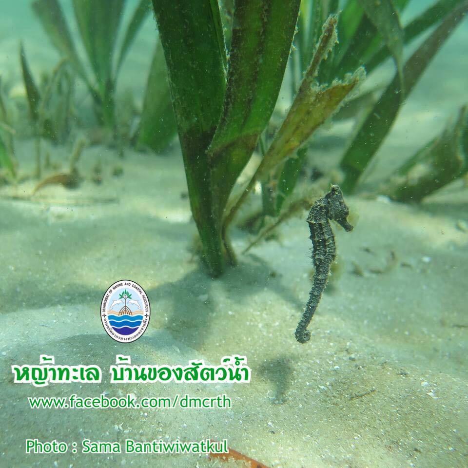 สวัสดี พี่น้องเครือข่ายรักษ์ทะเลไทย