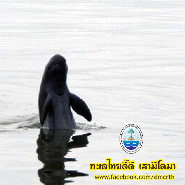 สวัสดี พี่น้องเครือข่ายรักษ์ทะเลไทย