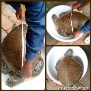 พบซากเต่าตนุ ปากคลองสะพลี
