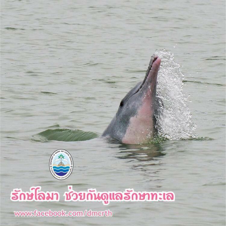 สวัสดี พี่น้องเครือข่ายรักษ์ทะเลไทย