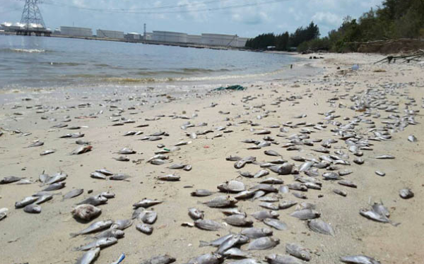 เชื่อปลาสลิดหินตายเกลื่อนหาดตากวน ไม่ใช่เหตุธรรมชาติ