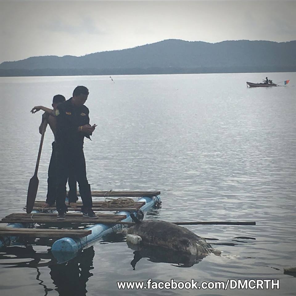 เครือข่ายจันทบุรี แจ้งพบซากโลมา