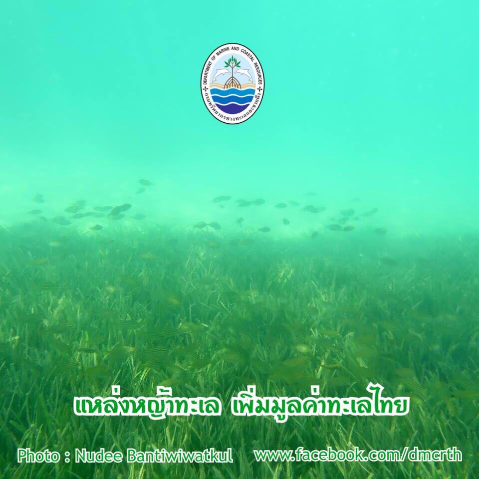 สวัสดี พี่น้องเครือข่ายรักษ์ทะเลไทย