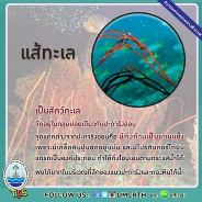 เกร็ดความรู้ ทช.