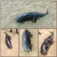 พบซากโลมาหัวบาตรหลังเรียบ หาดทุ่งวัวแล่น