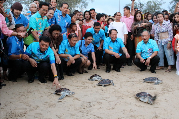 ประเพณีอนุรักษ์เต่าทะเล 2559