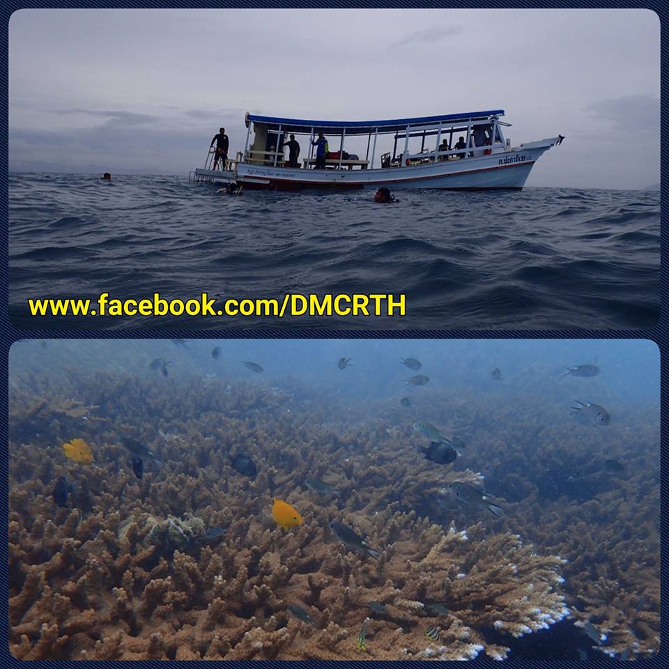 ปะการังเกาะทะลุ ประจวบฯ จะสวยได้เพราะทุกคนร่วมใจดูแล