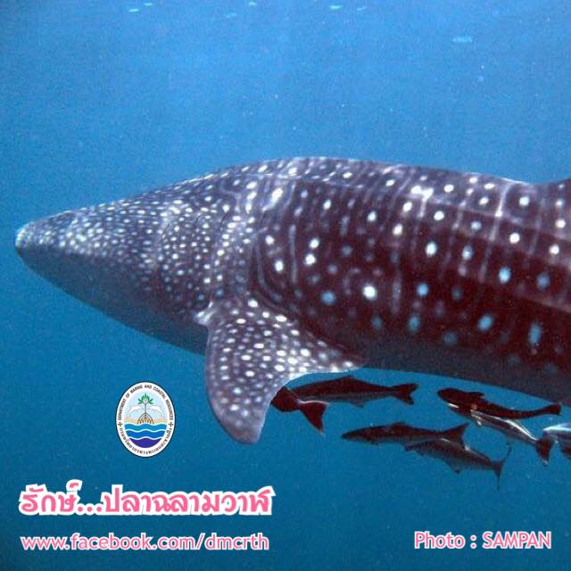 สวัสดี พี่น้องเครือข่ายรักษ์ทะเลไทย