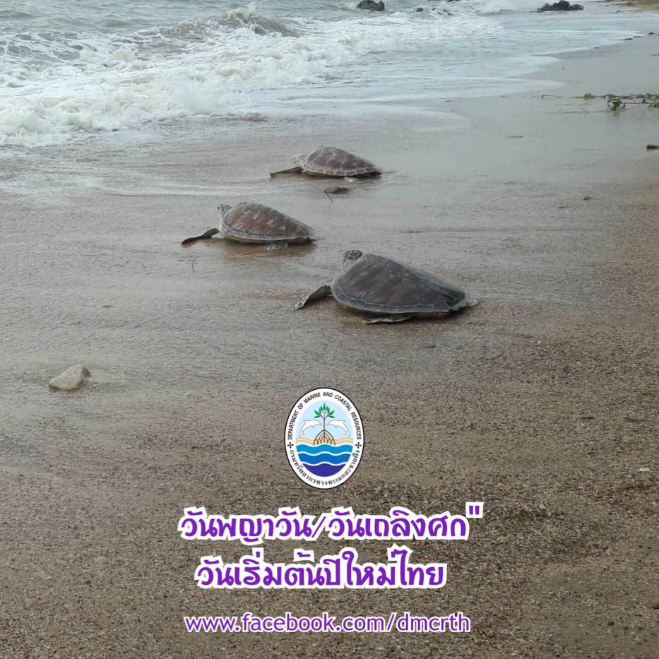 สวัสดี พี่น้องเครือข่ายรักษ์ทะเลไทย