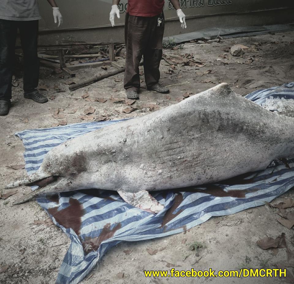 พบซากโลมาหลังโหนกขนอม ทช.สงขลารับกลับเตรียมชันสูตร