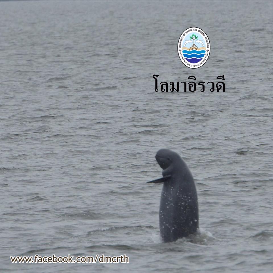 สวัสดี พี่น้องเครือข่ายรักษ์ทะเลไทย