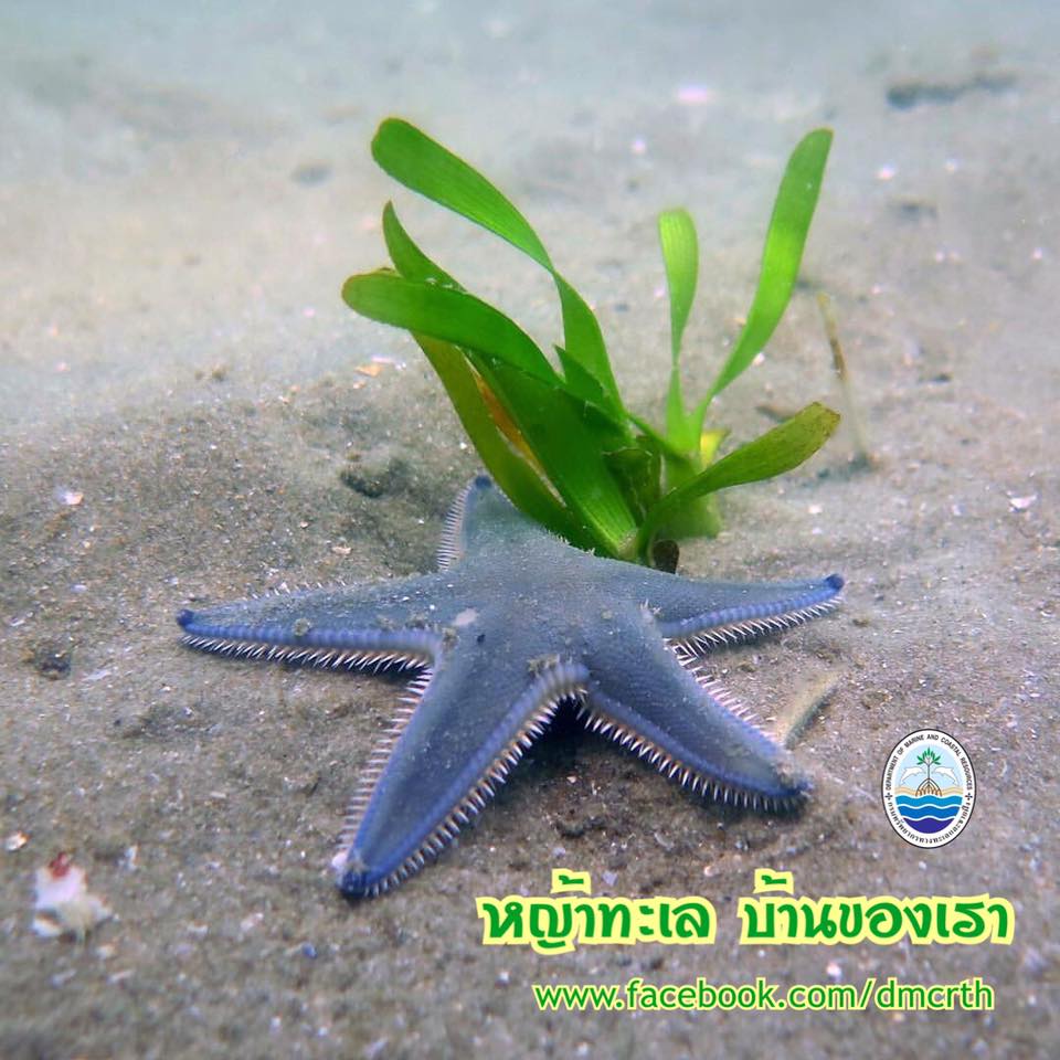 สวัสดี พี่น้องเครือข่ายรักษ์ทะเลไทย