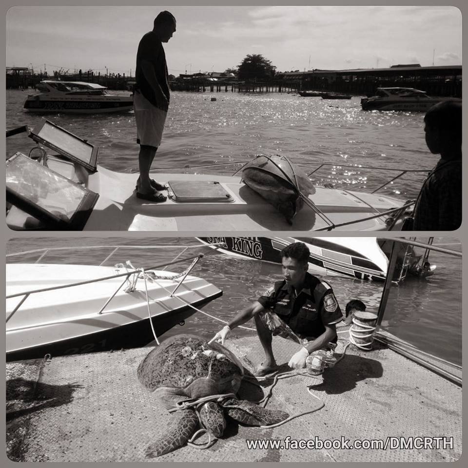 ใบจักรเรือคร่าชีวิตเต่าตนุ ทะเลระยอง