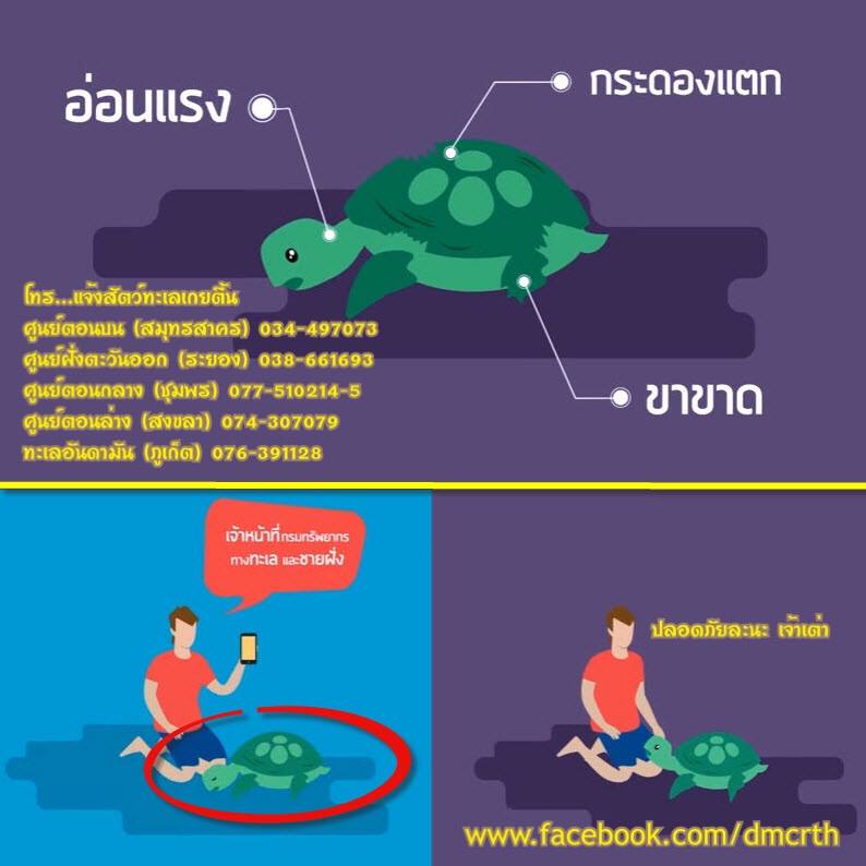 พบสัตว์ทะเลหายาก แจ้ง ทช.