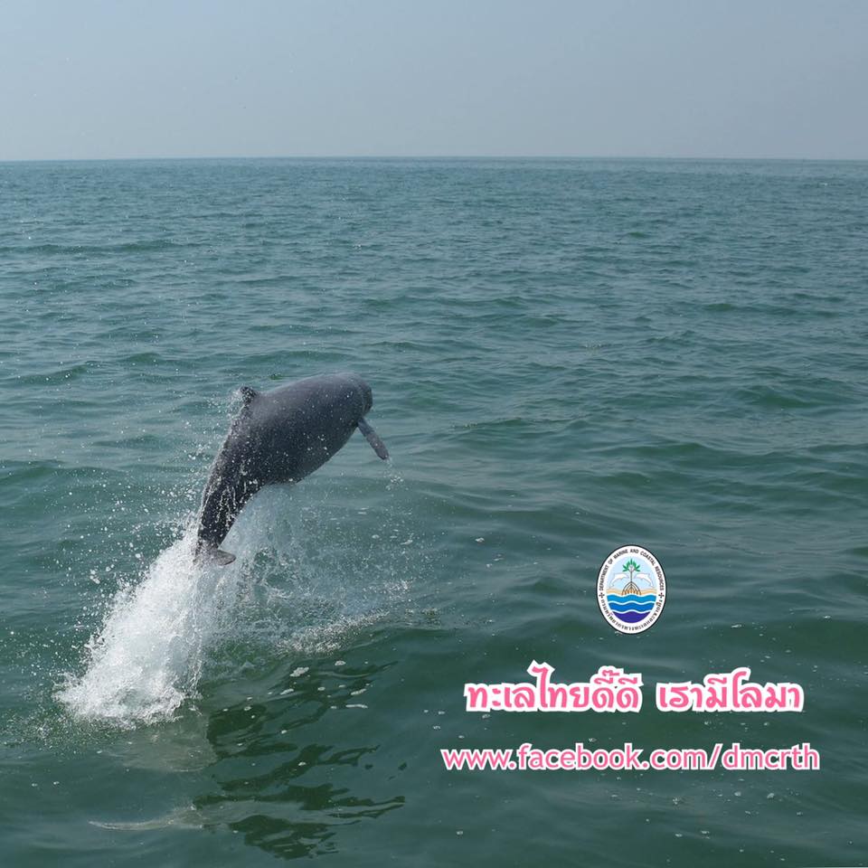 สวัสดี พี่น้องเครือข่ายรักษ์ทะเลไทย