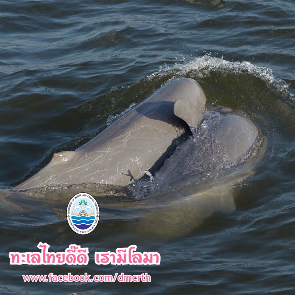 สวัสดี พี่น้องเครือข่ายรักษ์ทะเลไทย