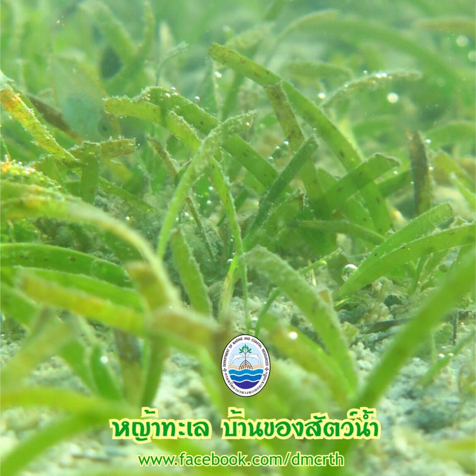 สวัสดี พี่น้องเครือข่ายรักษ์ทะเลไทย