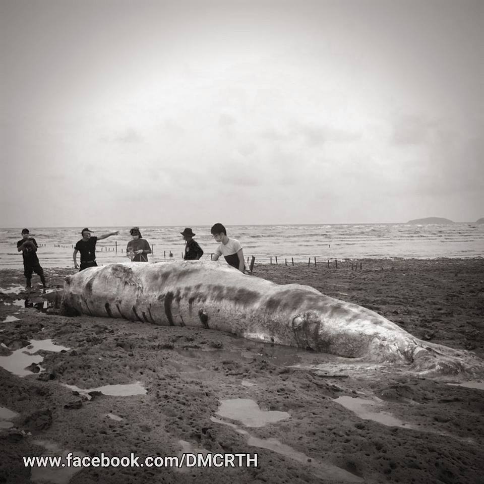 ซากวาฬบรูด้า เกยหาดเมืองจันท์