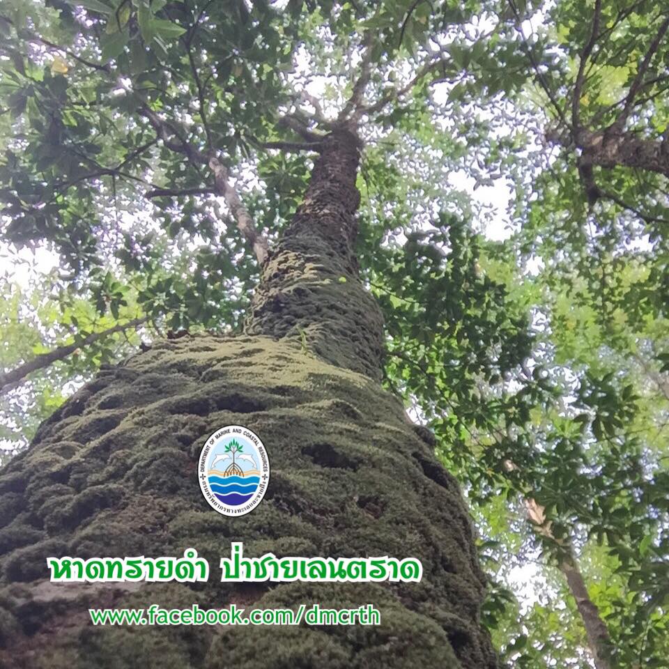 สวัสดี พี่น้องเครือข่ายรักษ์ทะเลไทย
