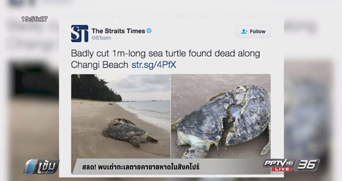 สลด! พบเต่าทะเลตายคาชายหาดในสิงคโปร์