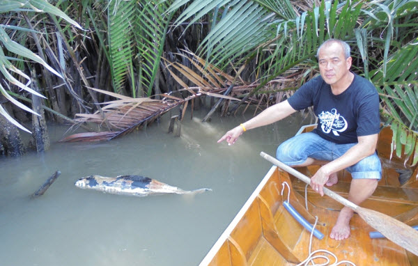 พบซากโลมาหัวบาตรท้องมีแผลใหญ่ ลอยติดป่าโกงกาง อ.พระสมุทรเจดีย์