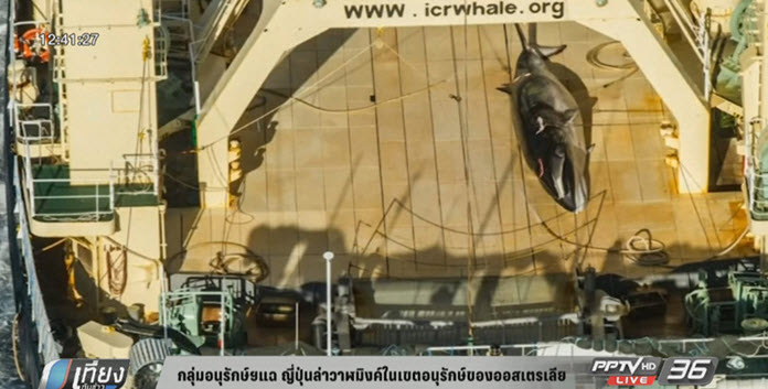 กลุ่มต่อต้านการล่าวาฬแฉ ญี่ปุ่นล่าวาฬมิงค์ในเขตอนุรักษ์