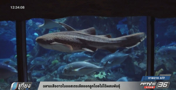 นักวิทยาศาสตร์งง! ฉลามเสือดาวในออสเตรเลียออกลูกโดยไม่ได้ผสมพันธุ์