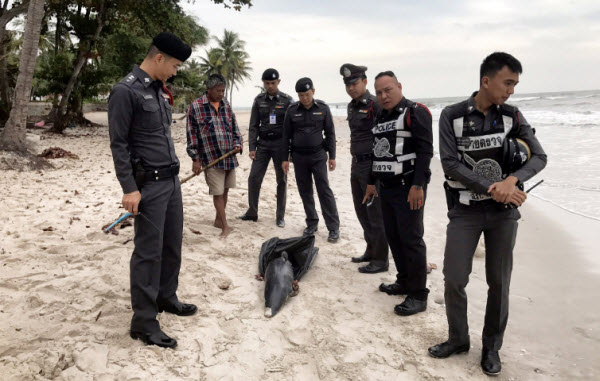 พบโลมาหัวบาตรตายเกยตื้นชายหาดหัวหิน